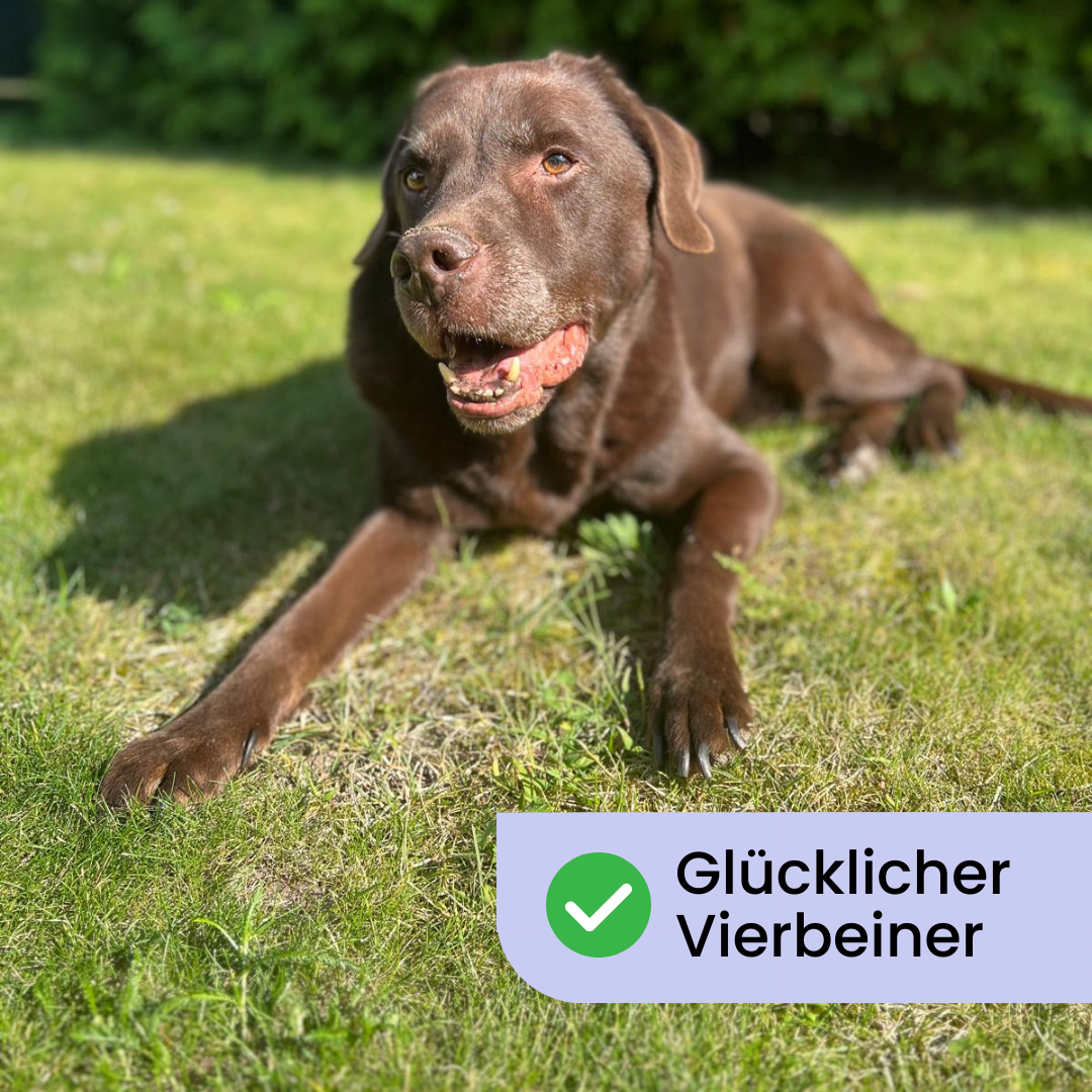 Petcare Pro | Krallenschleifer